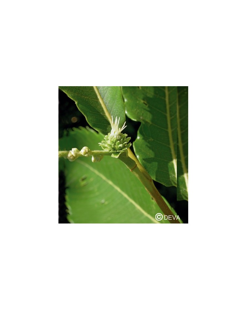 Châtaigner (Sweet Chestnut)