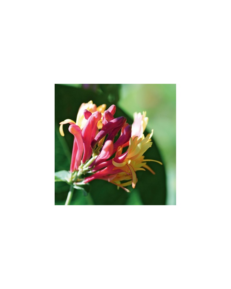 Chèvrefeuille (Honeysuckle)
