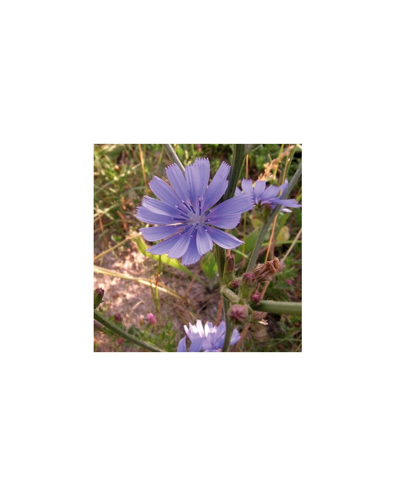 Chicorée (Chicory)