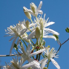 Clématite (Clematis)