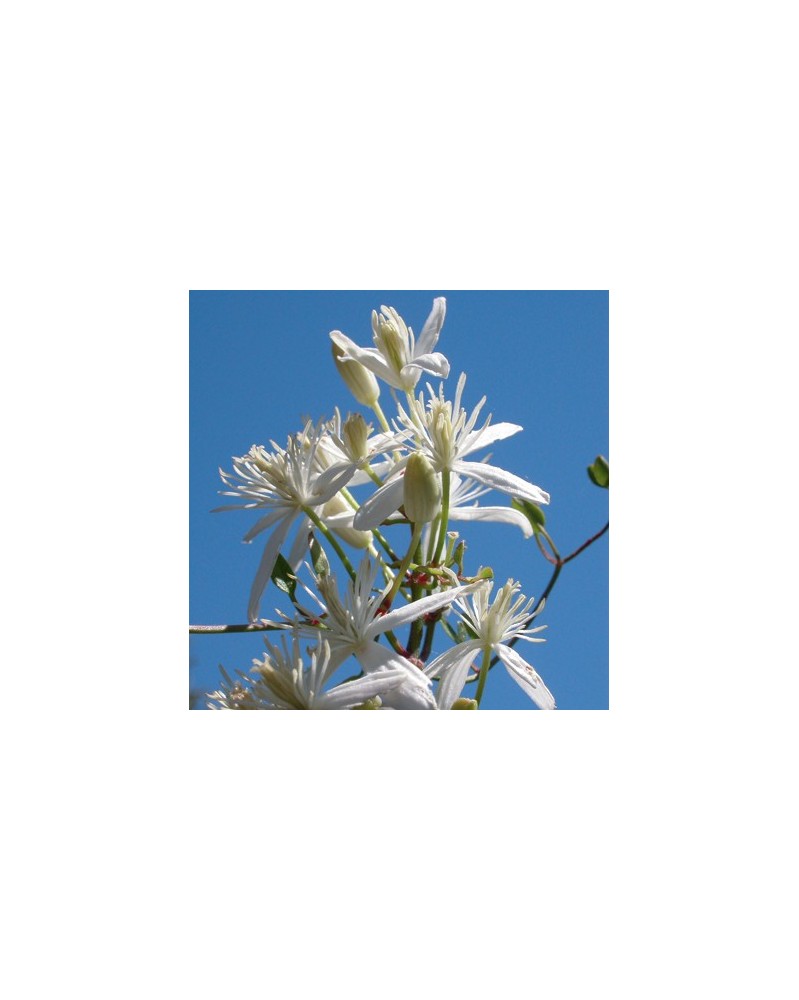 Clématite (Clematis)