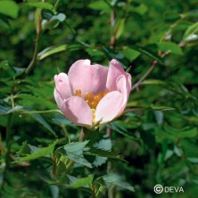 Eglantier (Wild Rose)