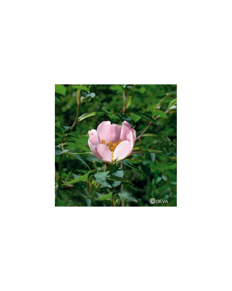 Eglantier (Wild Rose)