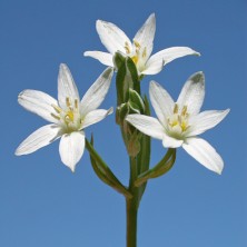 Etoile de Bethléem (Star of...