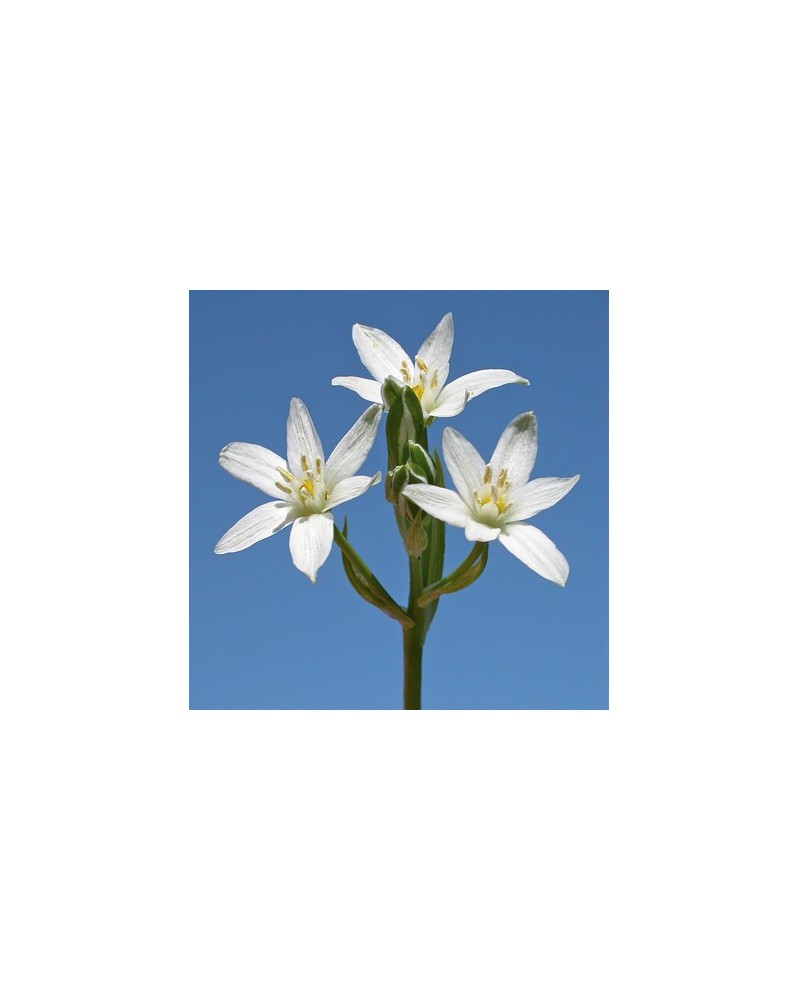 Etoile de Bethléem (Star of Bethlehem)