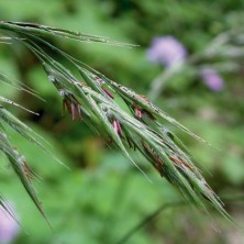 Folle Avoine (Wild oat)