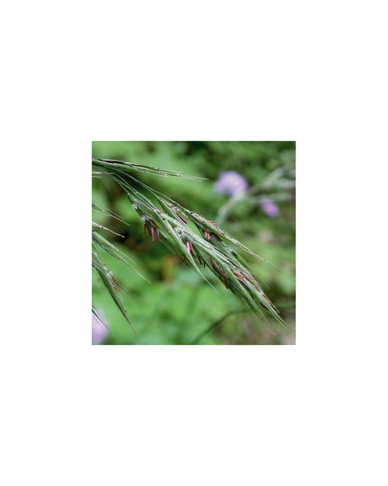 Folle Avoine (Wild oat)