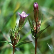 Gentiane (Gentian)
