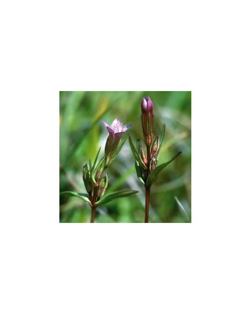 Gentiane (Gentian)