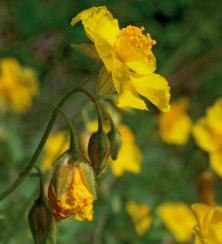 Helianthème (Rock rose)