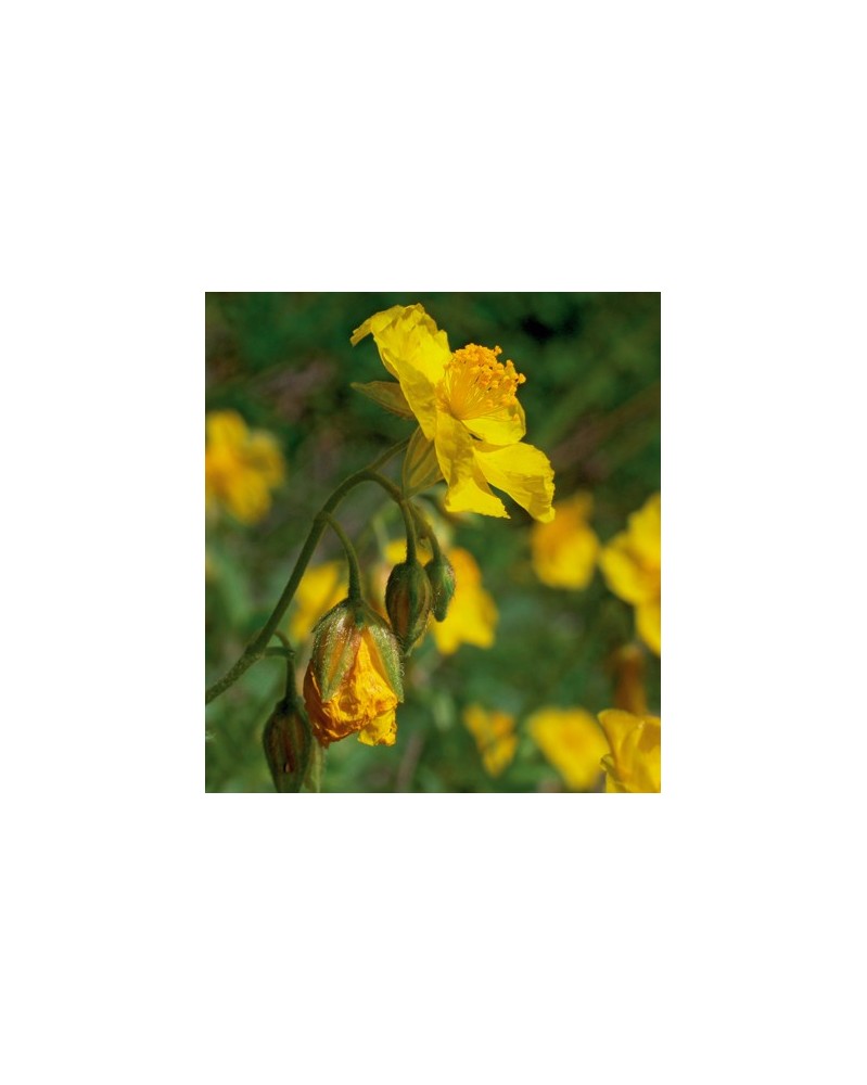 Helianthème (Rock rose)