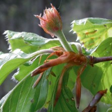 Hêtre (Beech)