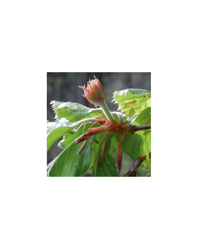 Hêtre (Beech)
