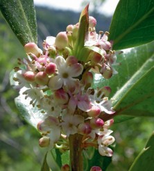 Houx (Holly)