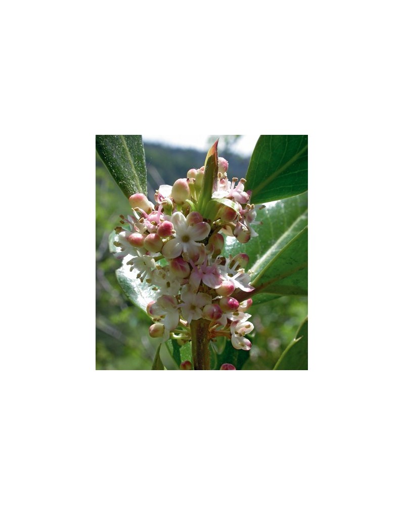 Houx (Holly)