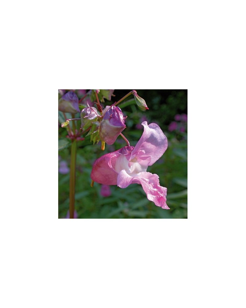Impatience (Impatiens)