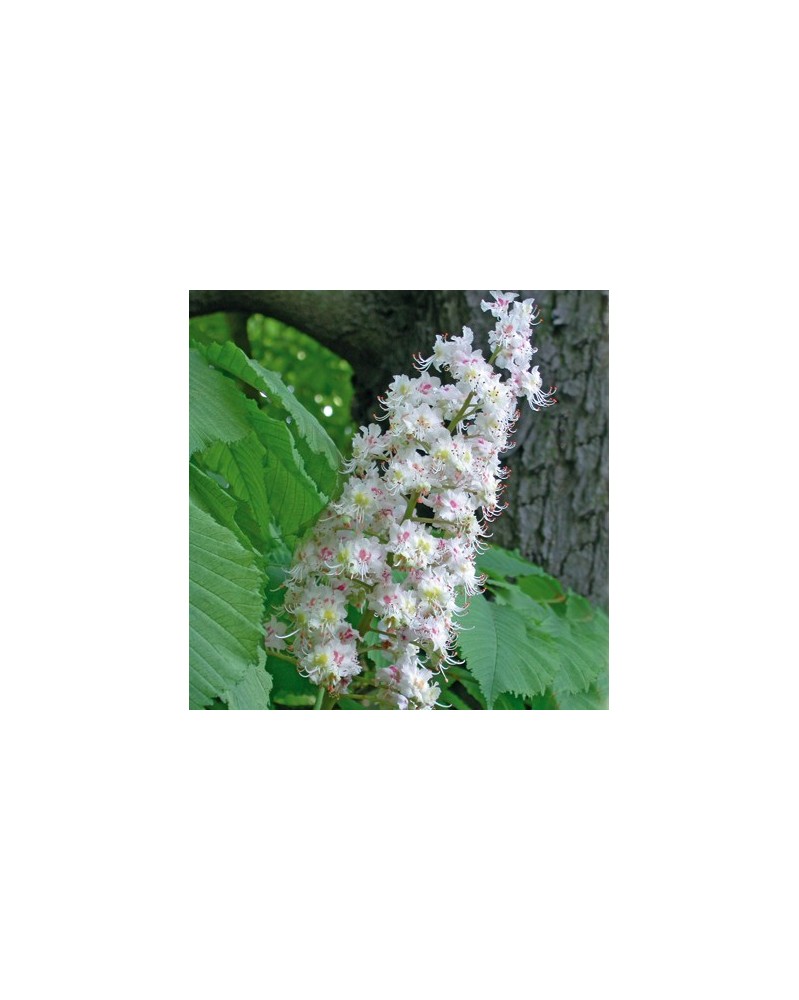 Marronnier Blanc (White Chestnut)