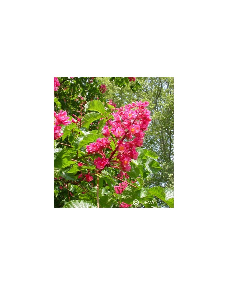 Marronnier rouge (Red chestnut)