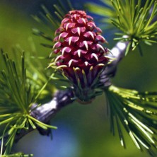 Mélèze (Larch)