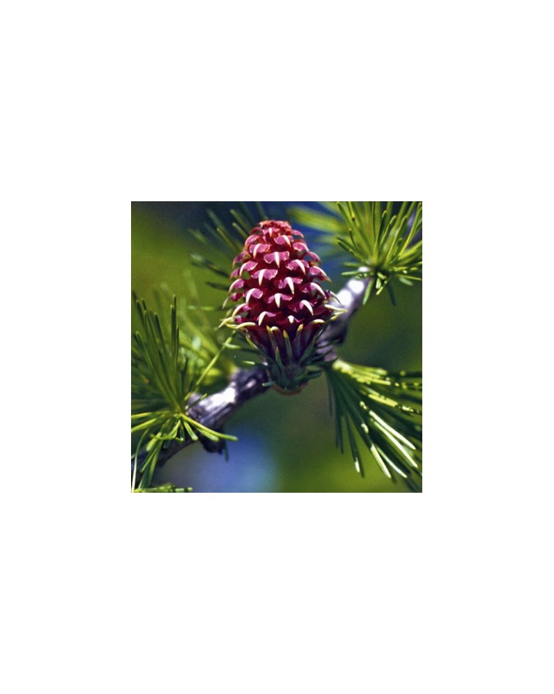 Mélèze (Larch)