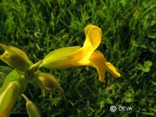Mimulus jaune (Mimulus)