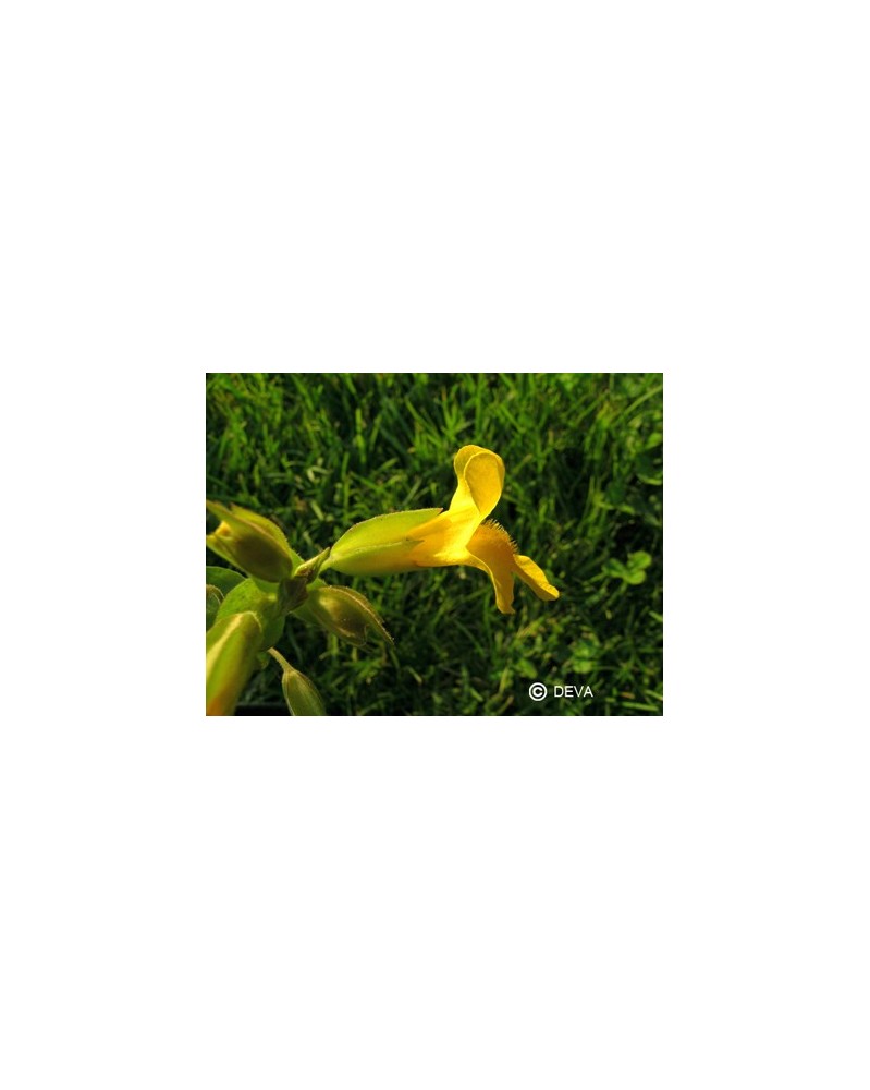 Mimulus jaune (Mimulus)