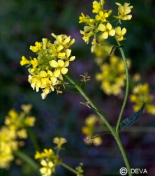 Moutarde (Mustard)