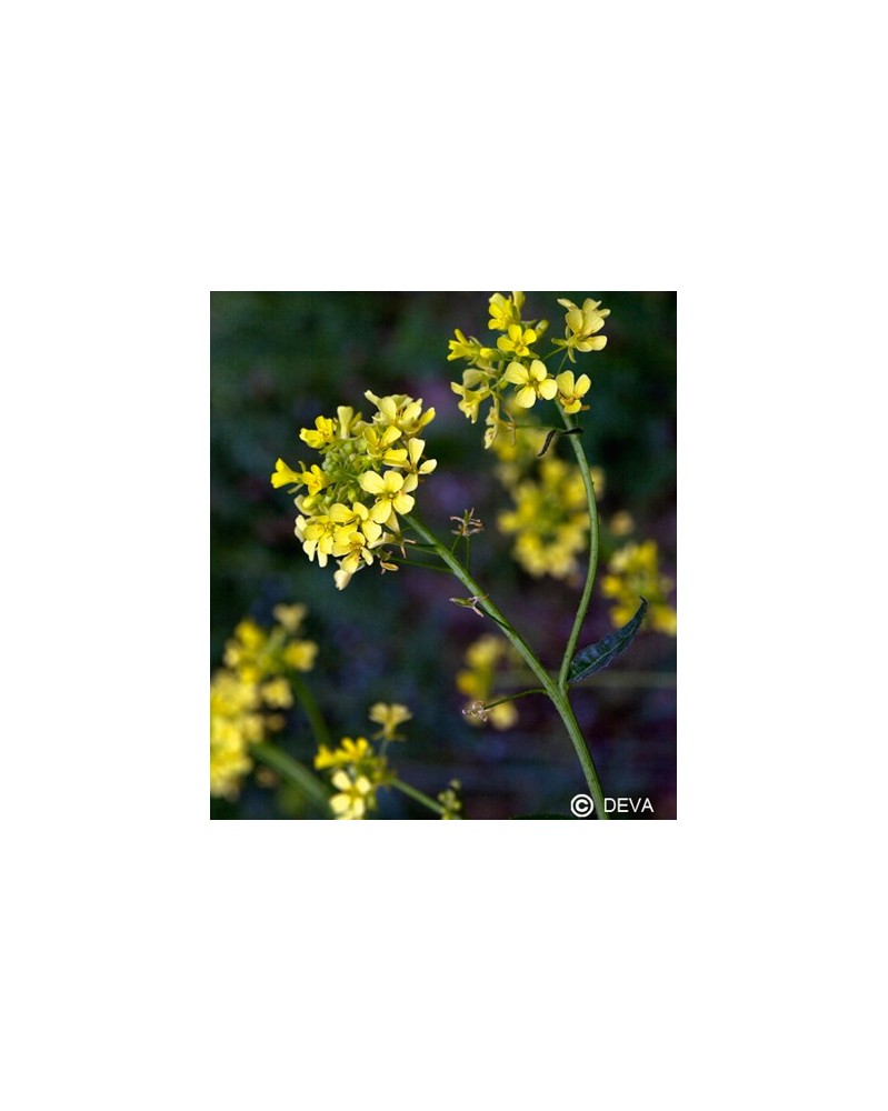 Moutarde (Mustard)