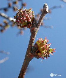 Orme (Elm)