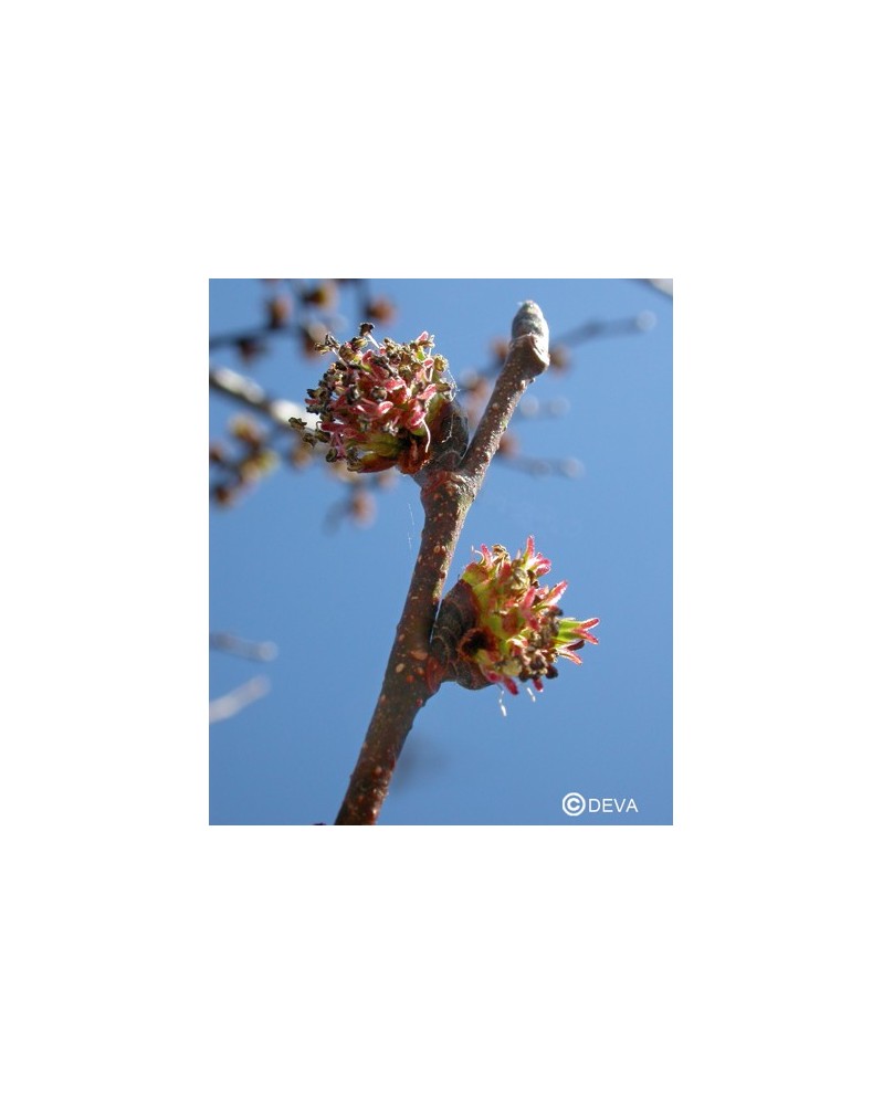 Orme (Elm)