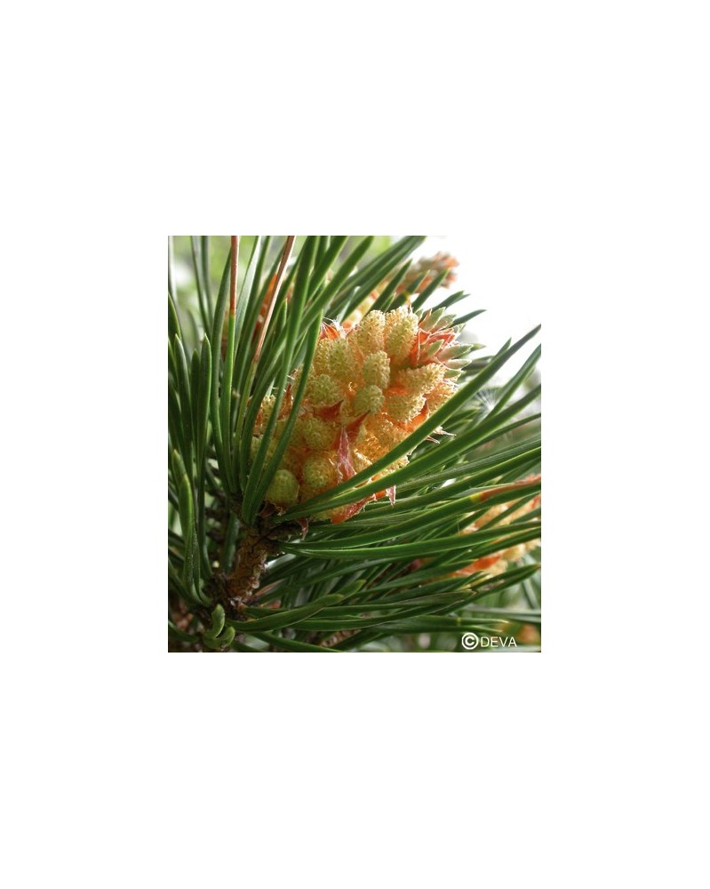 Pin sylvestre (Pine)