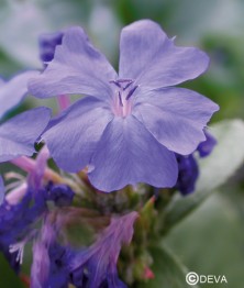 Plumbago (Cerato)