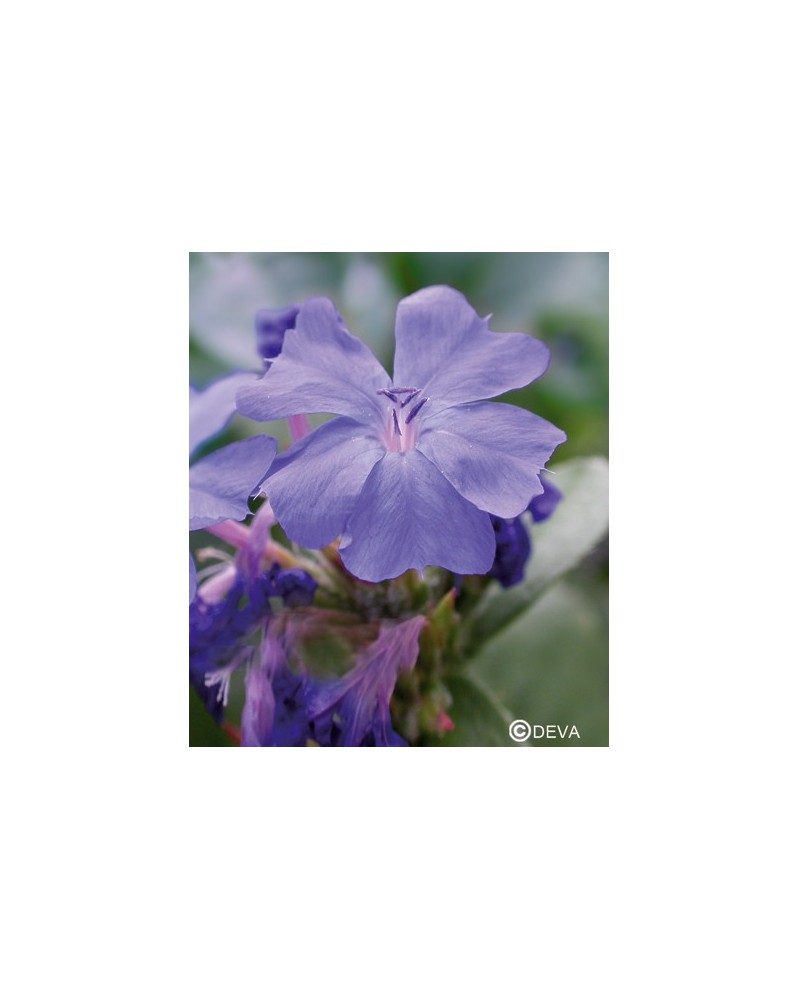Plumbago (Cerato)