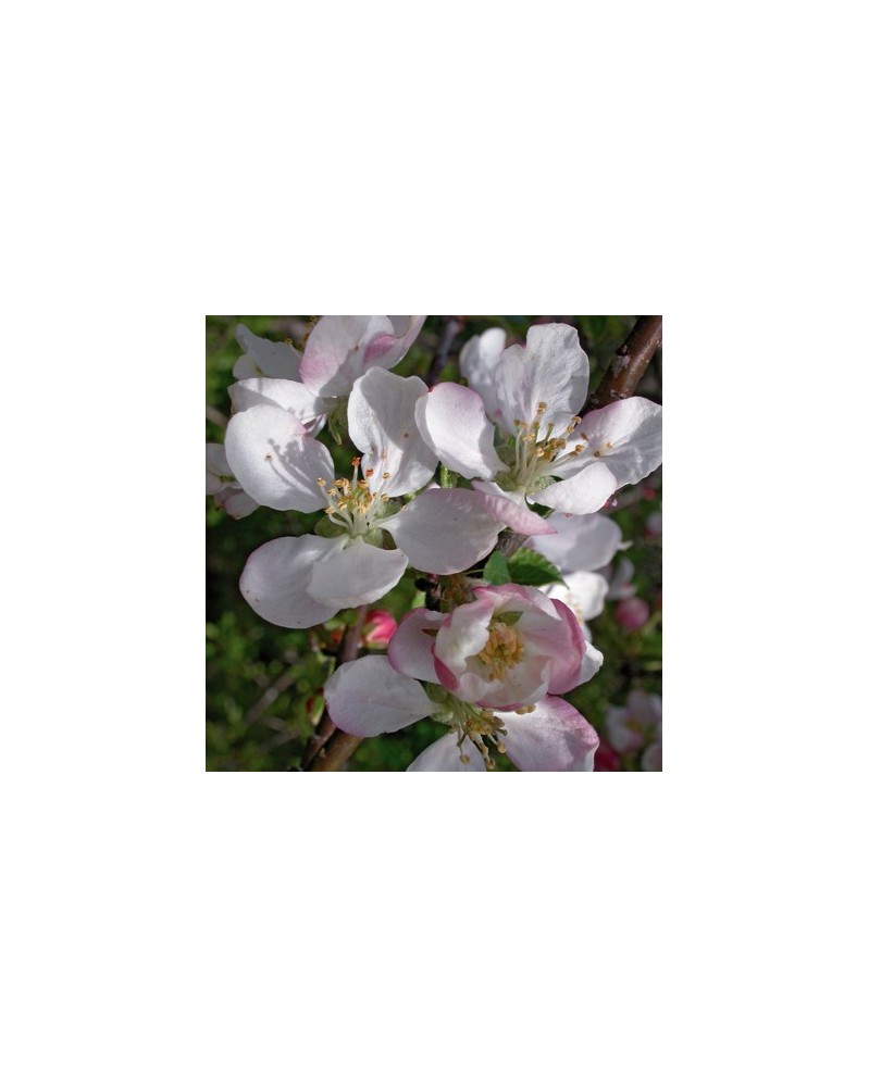 Pommier Sauvage (Crab Apple)