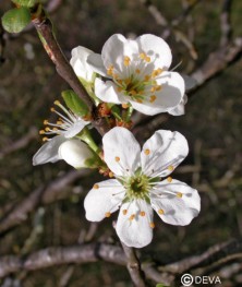 Prunus (Cherry Plum)