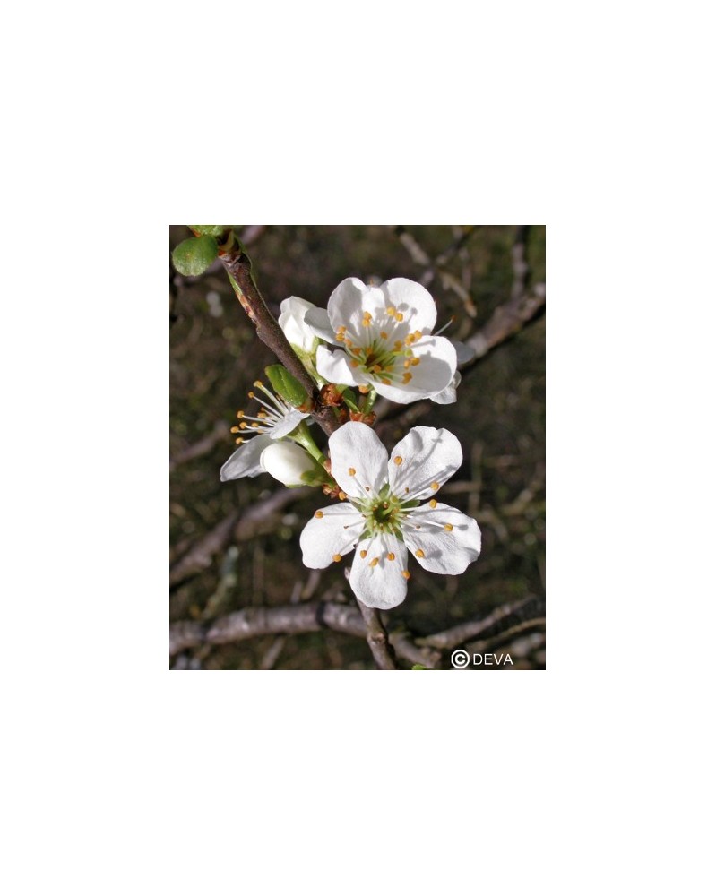Prunus (Cherry Plum)