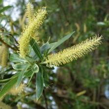 Saule (Willow)
