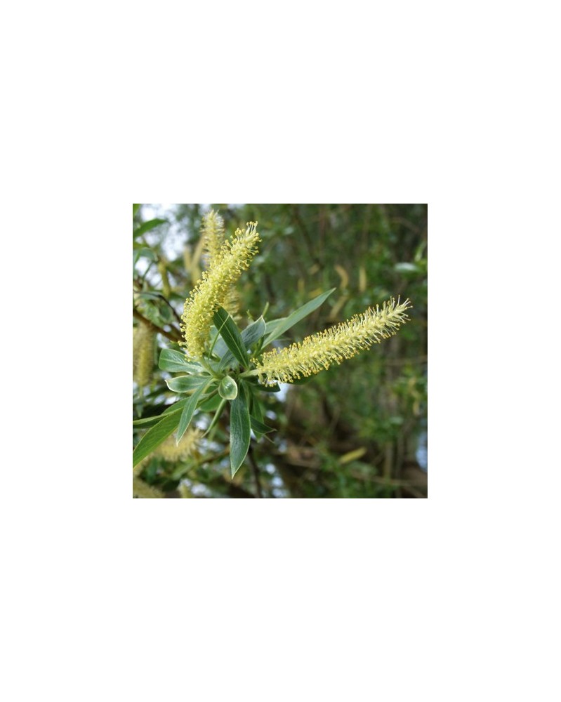 Saule (Willow)