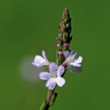 Verveine (Vervain)