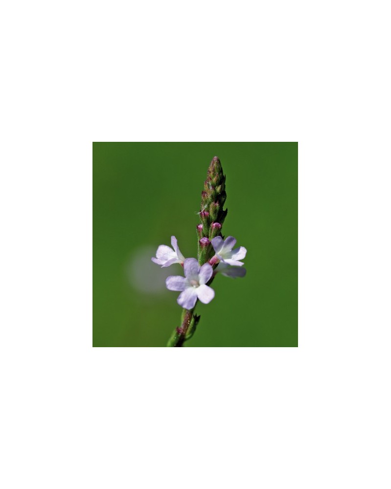 Verveine (Vervain)