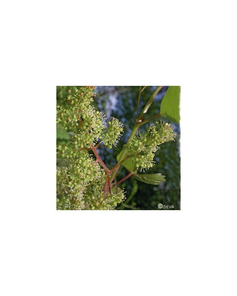 Vigne (Vine)