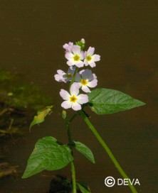 Violette d'eau (Water violet)