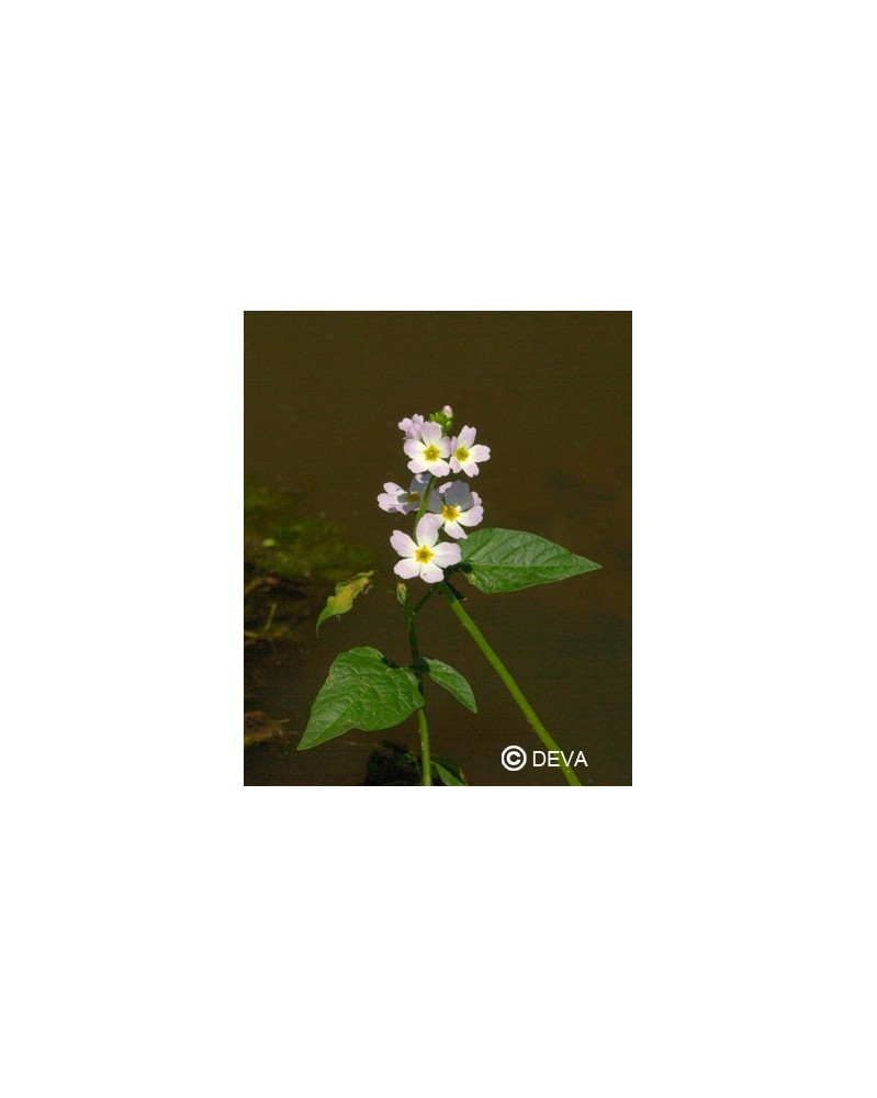 Violette d'eau (Water Violet)