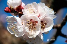 Abricotier  (Apricot)