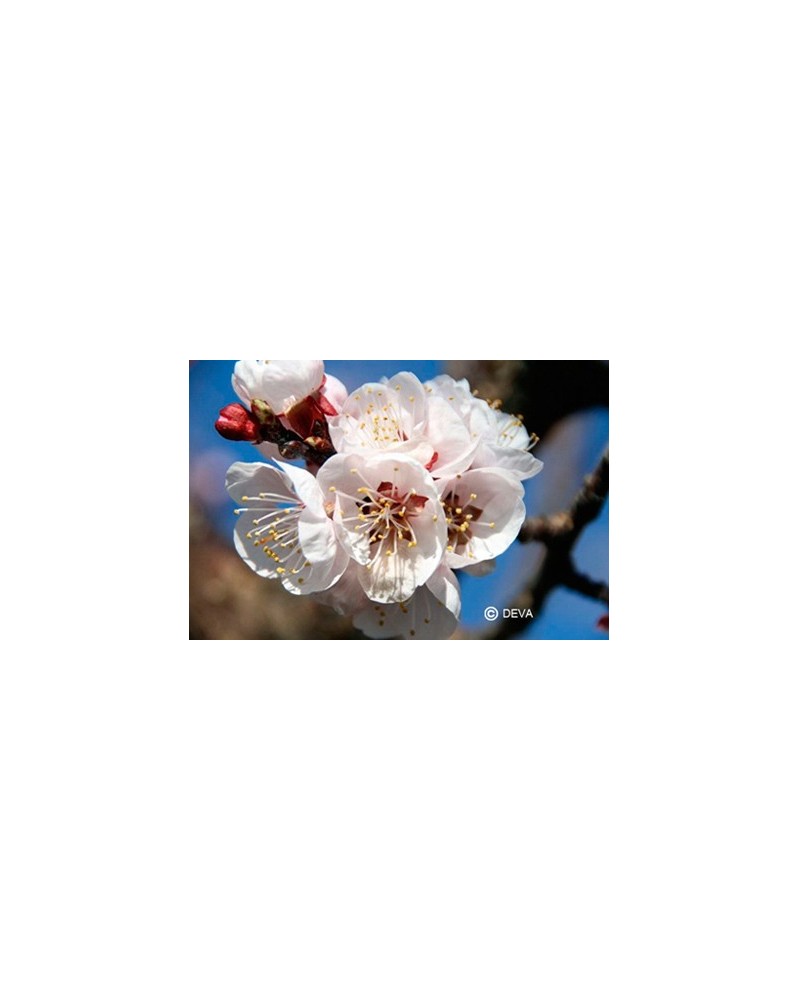 Abricotier  (Apricot)