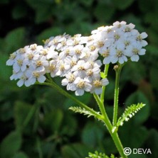 Achillée blanche (White Yarrow)