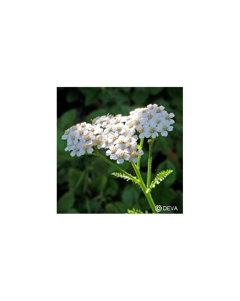 Achillée blanche
