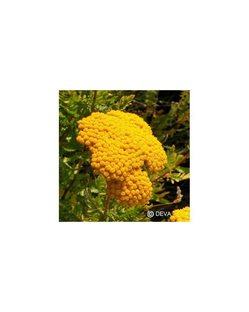 Achillée jaune