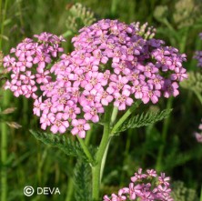Achillée rose