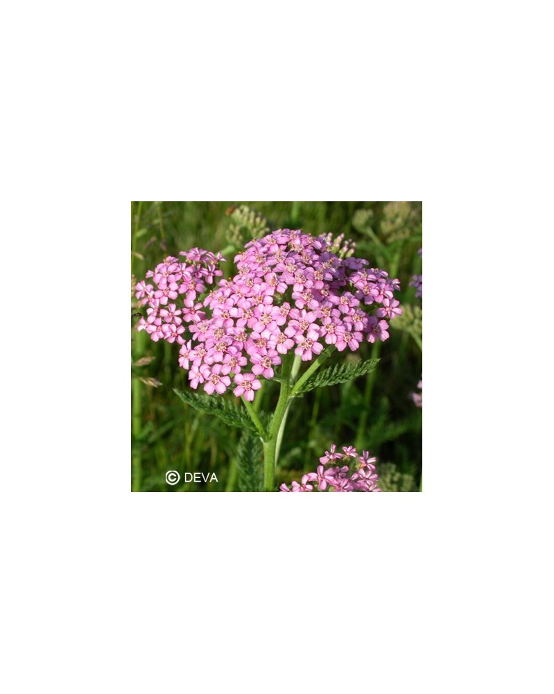 Achillée rose (Pink Yarrow)